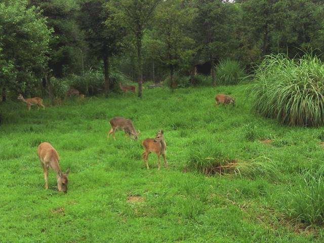 한라산 중산간 6개 지역의 노루 서식 실태를 조사한 결과 제주 지역 노루가 적정 개체수를 유지하는 것으로 나타났다. 사진은 기사의 특정 사실과 관련 없음. 제주특별자치도 노루생태관찰원