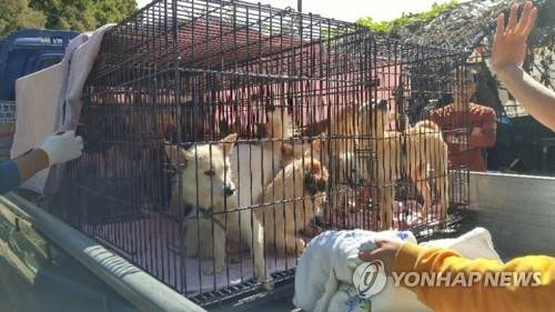 동물보호단체로 가는 개 사육 농장 동물들  (광주=연합뉴스) 동물복지단체 위드는 개 사육 농장 2곳에서 3차례에 걸쳐 동물 35마리를 구조했다고 25일 밝혔다. 사진은 위드 회원들이 지난 14일 농장에 있던 동물들을 쉼터로 옮기기 위해 차에 싣는 모습. 2017.10.25 [위드 제공=연합뉴스] areum@yna.co.kr