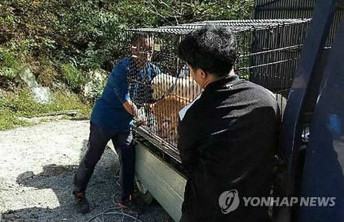 동물보호단체로 가는 개 사육 농장 동물들 (광주=연합뉴스) 동물복지단체 위드는 개 사육 농장 2곳에서 3차례에 걸쳐 동물 35마리를 구조했다고 25일 밝혔다. 사진은 위드 회원들이 지난 14일 농장에 있던 동물들을 쉼터로 옮기기 위해 차에 싣는 모습. 2017.10.25 [위드 제공=연합뉴스] areum@yna.co.kr