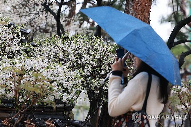 서울 종로구 운현궁을 찾은 외국인 관광객이 앵도나무를 촬영하고 있다. [연합뉴스 자료사진]
