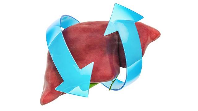 간 건강 지키는 대표 성분, UDCA. 다양한 생리 작용으로 주목받고 있다ㅣ출처: 게티이미지뱅크