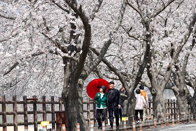 11일 오후 벚꽃이 만개한 충남 보령시 보령호 주변 길을 시민들이 걷고 있다. 기상청에 따르면 주말인 12~13일 전국에 강풍을 동반한 비가 내려 봄 꽃도 대부분 떨어질 전망이다./신현종 기자