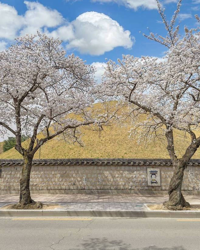 1000009788.jpg 현재 경주 벚꽃 근황