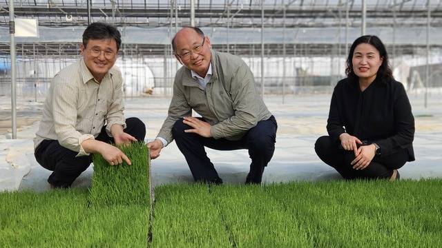 경기 포천 관인농협 김경식 조합장(오른쪽 두번째)과 서혜정 지도상무(〃첫번째), 임지호 차장(〃세번째)이 공동육묘장에서 모판을 살펴보고 있다.