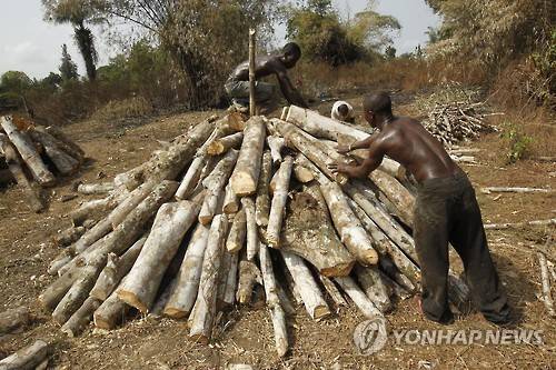 라이베리아의 고무나무 [EPA 연합뉴스 자료사진]