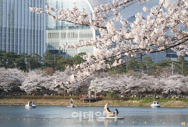 벚꽃이 만개한 지난 8일 서울 송파구 석촌호수에서 시민들이 봄날씨를 즐기고 있다.(사진=김태형 기자)