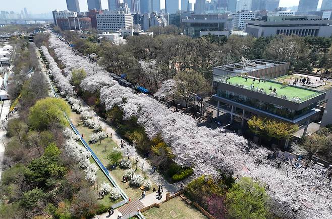 벚꽃 축제가 한창인 11일 서울 여의도 윤중로에 활짝 핀 벚꽃이 봄소식을 전하고 있다. /남강호 기자