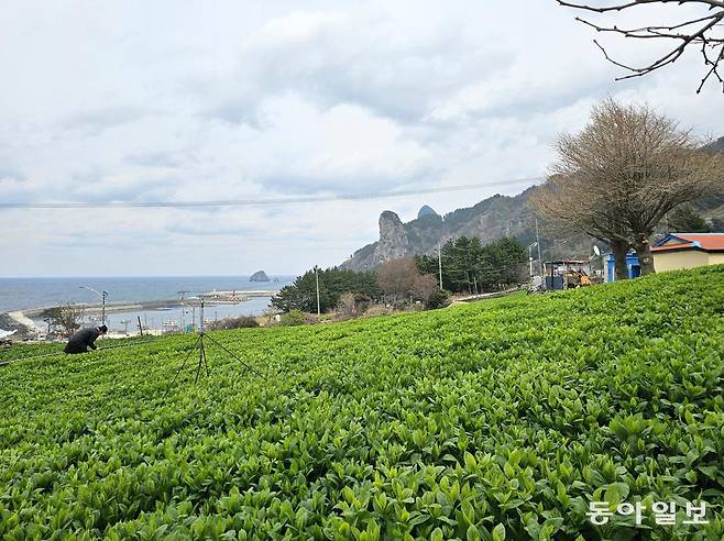 울릉도 북면 현포 바닷가 산비탈을 온통 초록색으로 덮고 있는 부지깽이 나물밭.