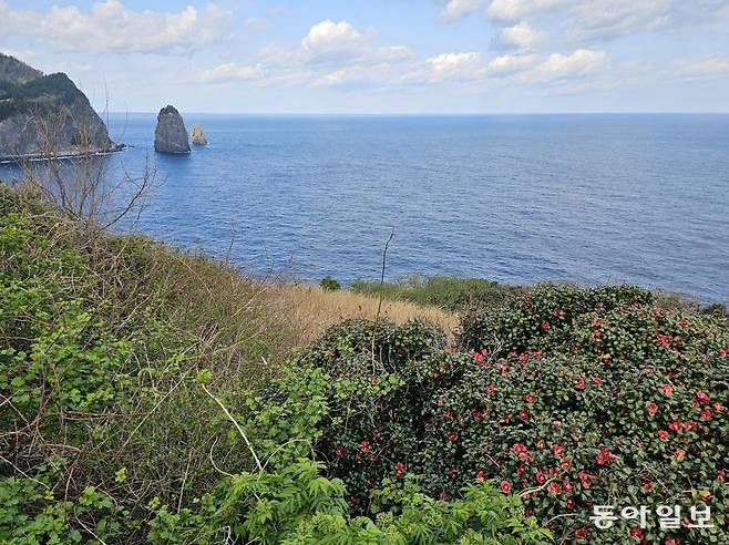 동백꽃이 만발한 울릉도 관음도에서 바라본 삼선암.