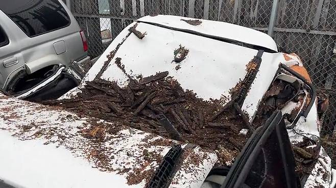 지난 7일(현지 시각) 미국 펜실베이니아주에서 넘어진 나무에 깔린 차량. 사진=CBS 뉴스 캡처