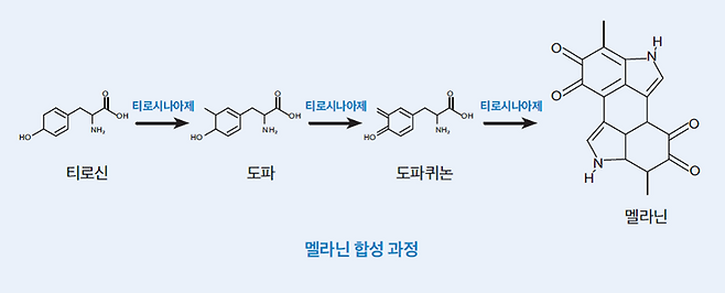 피부의 두 주인공: 멜라닌과 멜라토닌, 발음은 비슷해