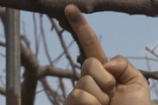 검은 재로 뒤덮힌 사과 나무