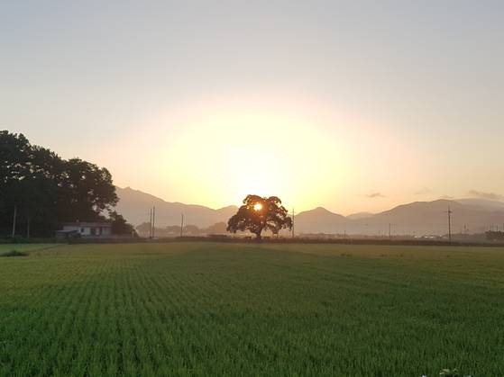 충북 보은군 탄부면 왕버들. 논 한가운데 우뚝서 있다. 사진 산림청