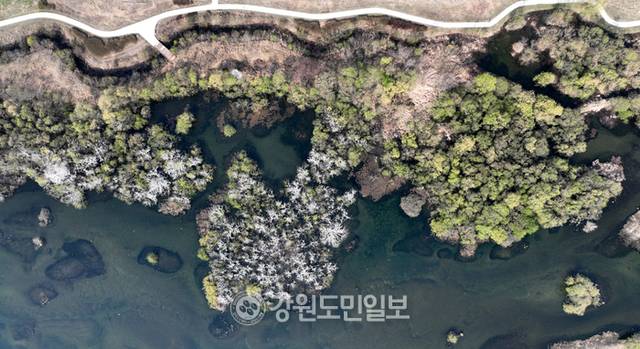 ▲ 4월이 시작되며 찾아오 봄바람에 나무와 꽃들이 봄소식을 전하고 있다. 10일 춘천 소양강 주변에 나무들에 초록의 옷을 입어 봄기운이 깊어감을 느끼게 하고 있다. 김정호