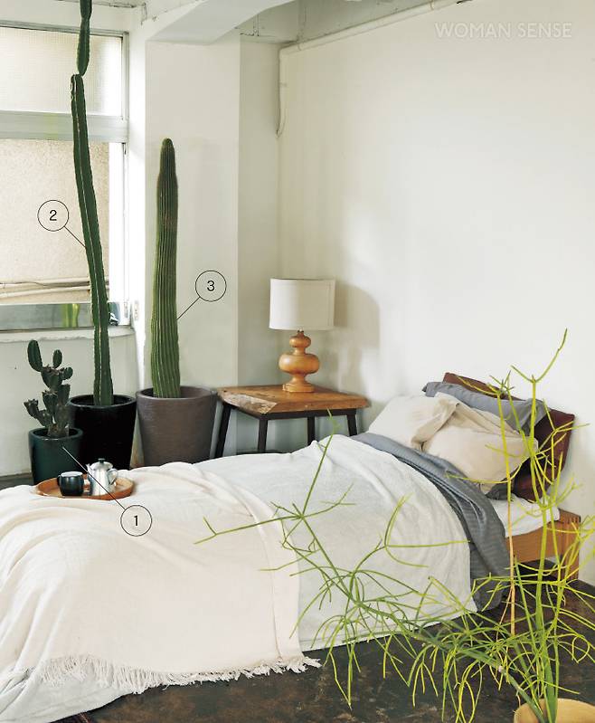 1 가지치기를 한 귀면각 선인장 2 귀면각 선인장 3 대봉룡 선인장 4 유포르비아 티루칼리