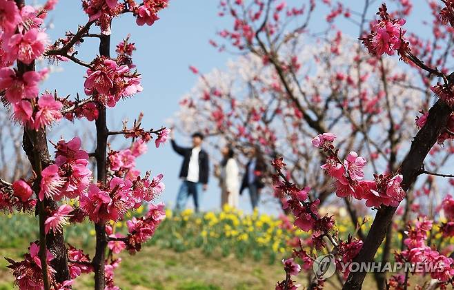 경기도 용인시 에버랜드 하늘정원길에 매화가 만개한 모습 [사진/홍기원 기자]