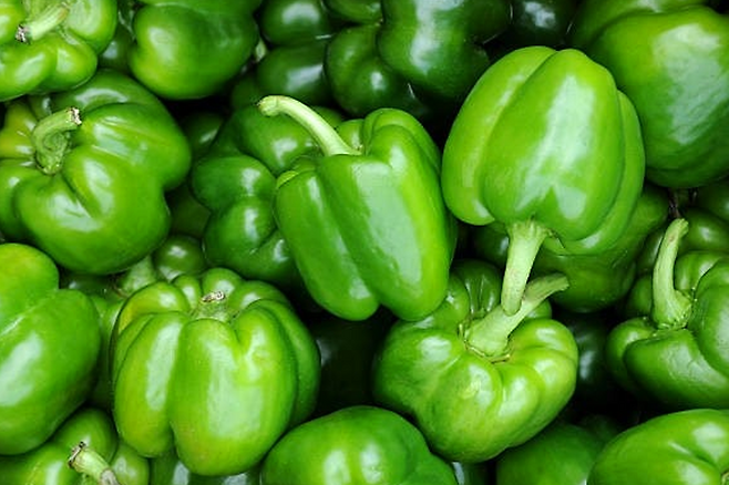 초록색 파프리카