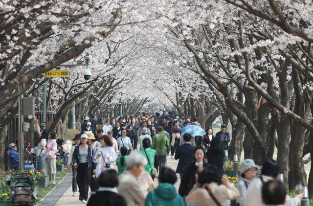 완연한 봄 날씨를 보인 10일 경기 수원 권선구 황구지천 일대에서 나들이를 하는 시민들이 만개한 벚꽃을 감상하며 길을 걷고 있다. 수원=뉴스1