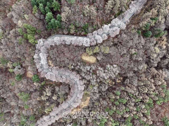 ▲ 강원지역에  봄눈이 내린 13일 춘천 부귀리 벚꽃 길 위로 눈이 쌓여 이색적인 풍경을 만들고 있다. 방도겸