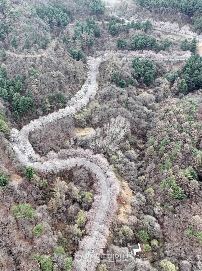 ▲ 강원지역에  봄눈이 내린 13일 춘천 부귀리 벚꽃 길 위로 눈이 쌓여 이색적인 풍경을 만들고 있다. 방도겸