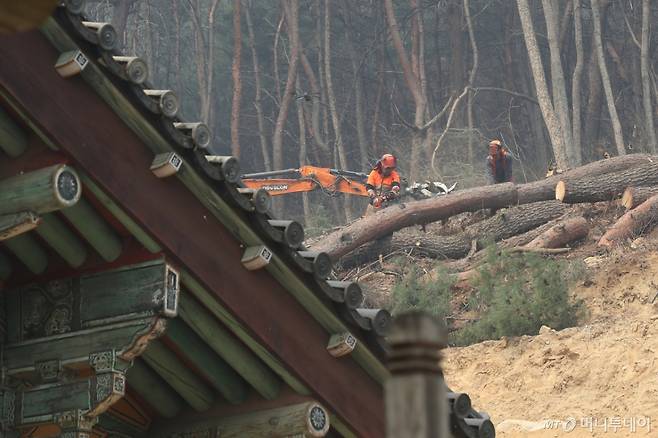(안동=뉴스1) 공정식 기자 = 26일 오후 경북 안동시 서후면 봉정사 뒤 소나무 숲에서 안동시와 산림청이 산불 확산을 막기 위해 빼곡한 소나무를 벌목하고 있다.  유네스코 세계유산 지정 사찰인 봉정사는 국가지정문화재 등 다양한 문화유산을 소장하고 있으며, 1999년 4월 엘리자베스 2세 영국 여왕이 방문해 한국의 봄을 맞이하기도 했다. 2025.3.26/뉴스1  Copyright (C) 뉴스1. All rights reserved. 무단 전재 및 재배포,  AI학습 이용 금지. /사진=(안동=뉴스1) 공정식 기자
