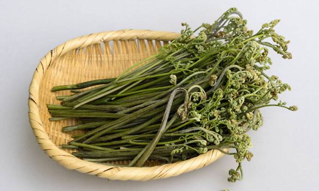 고사리. 게티이미지뱅크