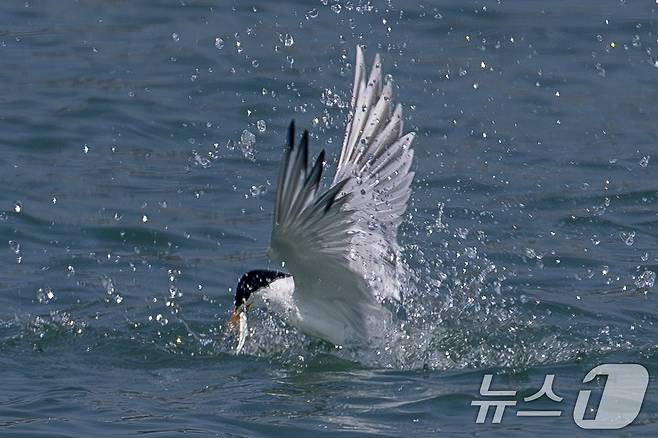 멸종위기 1급인 뿔제비갈매기가 지난 11일 오후 전남 고창군 구시포 해안에서 먹이를 사냥하고 있다. (생태사진가 강훈구 씨 제공, 제판매 및 DB금지) 2025.4.13/뉴스1