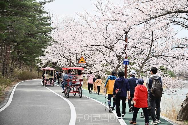 영랑호 벚꽃축제 전경/ 사진=속초시