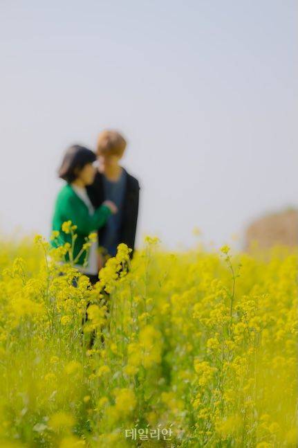 남해의 4월은 벚꽃과 더불어 유채가 시선을 끈다. 특히 앵강만의 마을에서는 이렇게 아름다운 유채꽃을 한껏 누릴 수 있다. 연인들이 다정하게 유채꽃밭을 거닐고 있다. ⓒ데일리안 배군득 기자