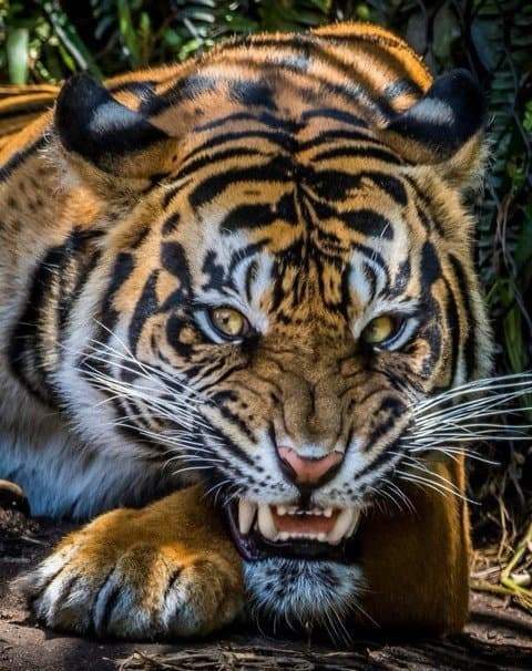 2882c324e6853ef53def86e42989703b0ba5a35d27251a4a9f746269f484fe97b6ed080f20bc734db308ee093883161b25cfe8edadc46c36a5e1f8e6101ce072df10c72fcd