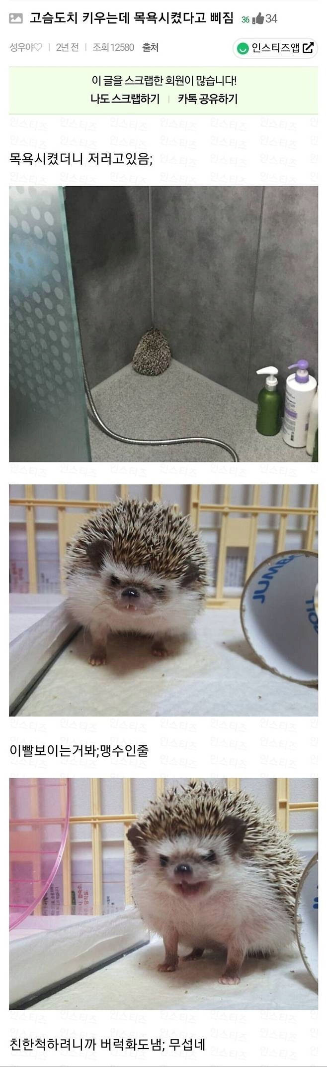 image.png 고슴도치 키우는데 목욕 시켰다고 삐짐