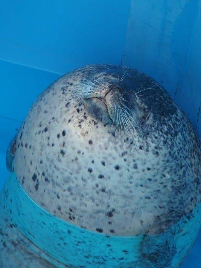 1743717759.jpg 수족관 유리에 부딪힌 물개.jpg