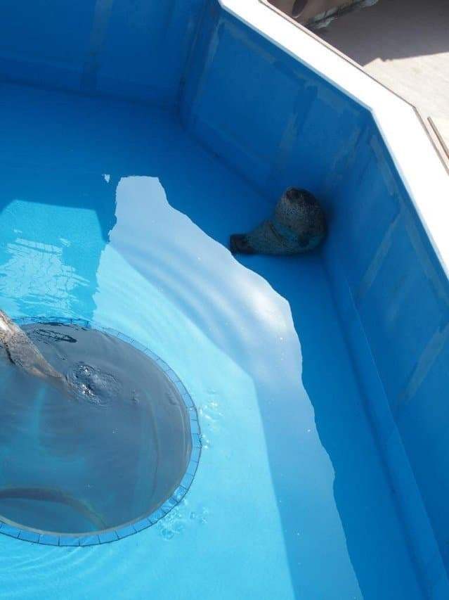 1743717752-1.jpg 수족관 유리에 부딪힌 물개.jpg