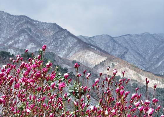 14일 강원 양양군 구룡령 옛길의 눈 쌓인 자목련 너머로 백두대간 설경이 펼쳐지고 있다. 연합뉴스