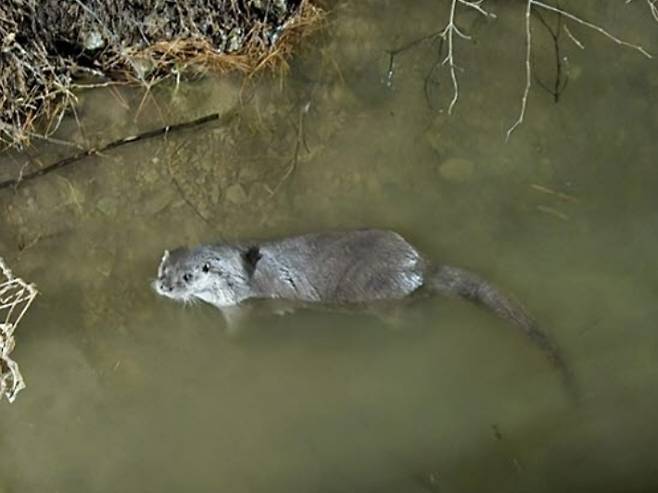 부산 기장군 좌광천에서 수달이 헤엄치고 있다. 기장군 제공