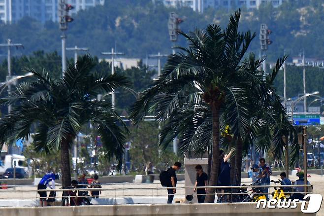 경북 포항시 송도해수욕장 평화의 여신상 광장에 조성된 인공 야자수 나무 그늘 아래에서 시민들이 더위를 피하고 있다. (뉴스1 자료, 제판매 및 DB 금지)ⓒ News1 최창호 기자