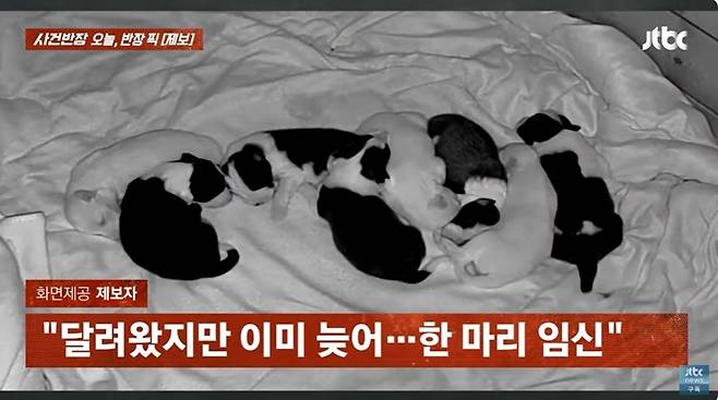 (JTBC '사건반장' 갈무리)