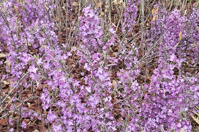 4월 14일 서울 경의선숲길에서 만난 팥꽃나무 무리.