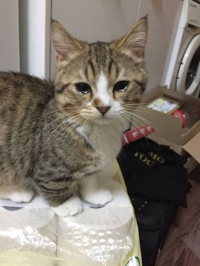 DdaaRpeU8AArWJY.jpeg 양파때문에 눈물나오는 고양이