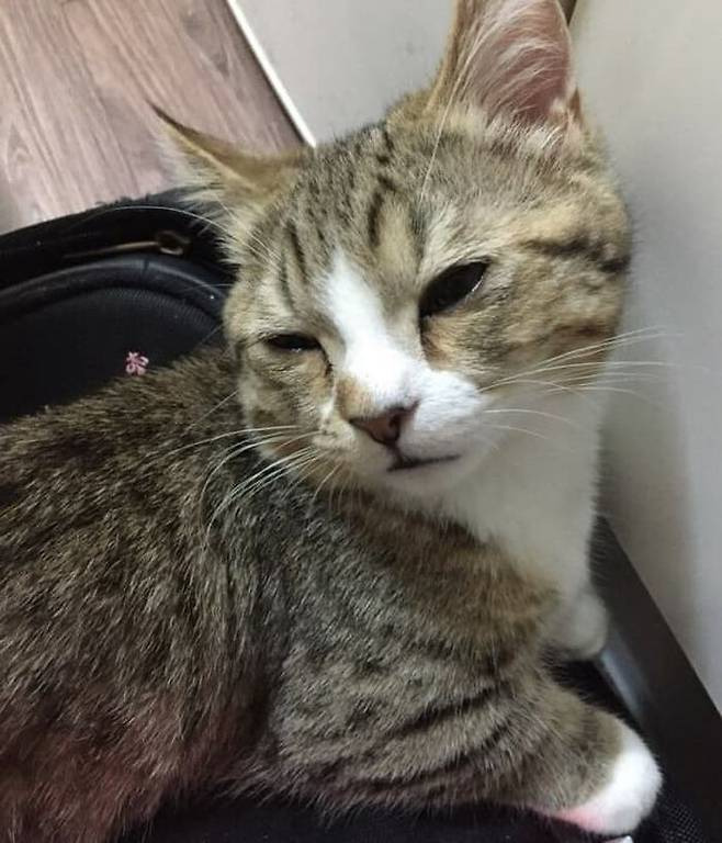 다운로드 (1).jpeg 양파때문에 눈물나오는 고양이