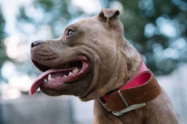 생후 7개월 아이가 반려견에 물려 사망하는 사건이 발생했다. 사진은 기사내용과 무관함. /사진=이미지투데이