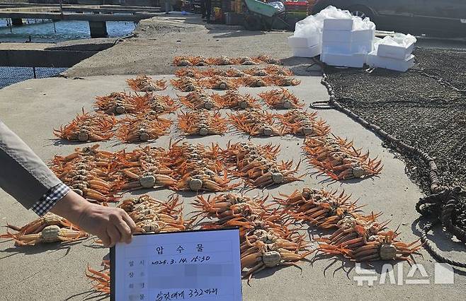 [포항=뉴시스] 안병철 기자 = 경북 포항에서 암컷대게를 포획·유통한 베트남 국적 선원 12명이 해경에 검거됐다.(사진=포항해양경찰서 제공) 2025.04.15. photo@newsis.com