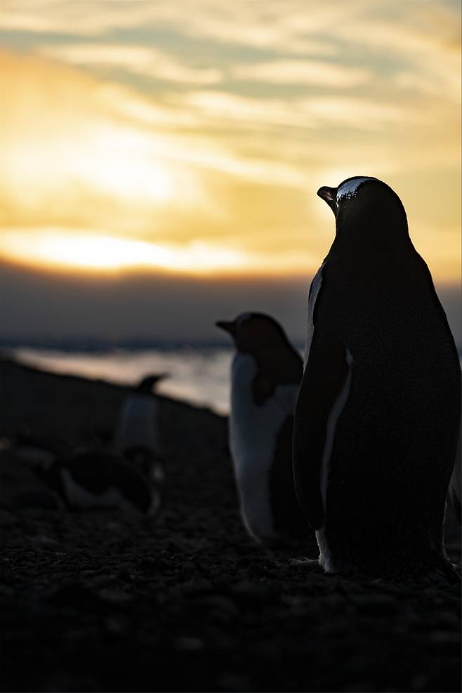[대상] 노을과 파도가 응원하는 펭귄의 결의 [극지연구소 제공, 촬영 고용수]