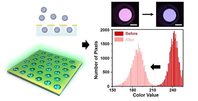바이러스에 의해 색이 변하는 나노팟 센서의 원리와 실험 결과. 호서대 제공