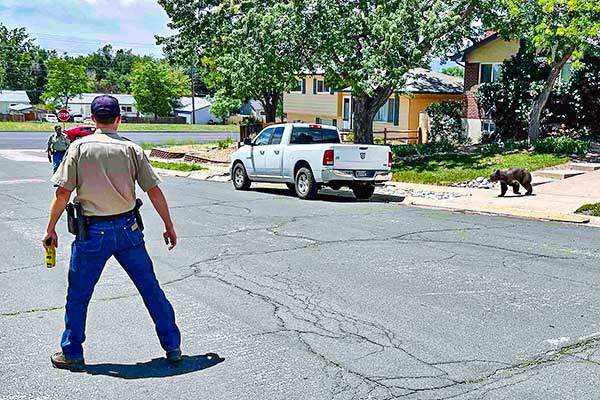 콜로라도주 야생동물국 관리가 민가에 나타난 곰을 포획하려고 주시하고 있다. 사진 콜로라도 공원야생동물국.