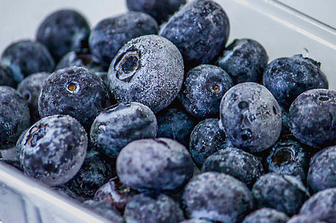 냉동 블루베리