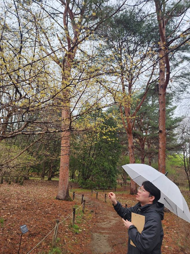김동학 임업연구사가 비가 내리는 쌀쌀한 날씨 속 산수유에 대해 설명하고 있다.(사진=이데일리 강민구 기자)
