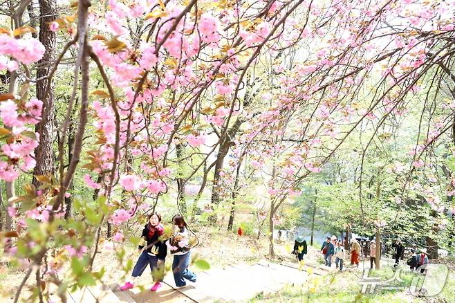 18일 전북자치도 전주시 완산공원 꽃동산을 찾은 시민들과 관광객들을 봄의 경치를 만끽하고 있다.(전주시 제공, 재판매 및 DB 근지)/뉴스1