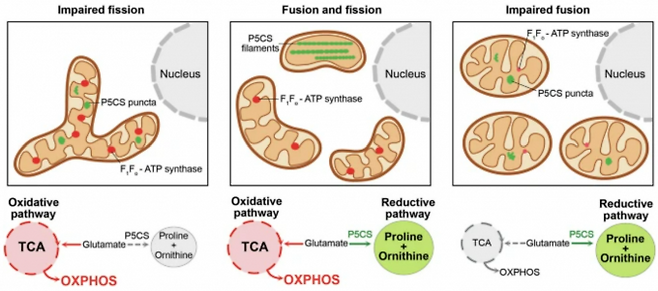 교과서는 미토콘드리아를 세포호흡(OXPHOS)을 통해 에너지 분자인 ATP를 만드는 에너지 공장(또는 발전소)으로 묘사하지만 사실은 아미노산과 지질을 만드는 등 여러 기능을 하는 세포소기관이다. 최근 연구에 따르면 두 유형이 존재해 각각 세포호흡과 아미노산 합성을 전담하는 것으로 밝혀졌다(가운데). 한편 미토콘드리아 분열에 문제가 생기면 아미노산을 제대로 못 만들고(왼쪽) 융합이 저해되면 세포호흡이 위축되며(오른쪽) 각각 질병으로 이어질 수 있다. 신호전달 및 표적치료 제공