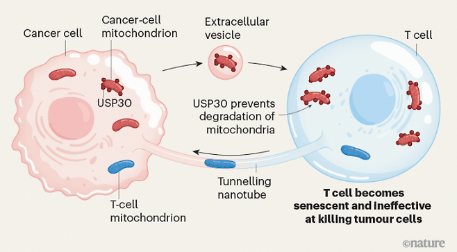 암세포는 면역 회피의 전략으로 면역세포와 미토콘드리아를 주고받는다는 사실이 밝혀졌다. 자신의 부실한 미토콘드리아(빨간색)를 소포에 실어 T세포로 보내고 T세포의 정상 미토콘드리아(파란색)를 나노튜브를 통해 받아들여 대사 활력을 얻는다. 네이처 제공
